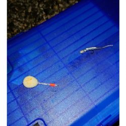 メバルが釣れない