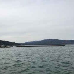 コウイカ釣れた