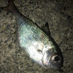 憧れの串本大島にて!