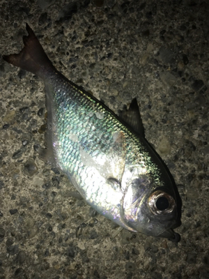 憧れの串本大島にて!