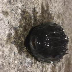 ラストヤリイカ