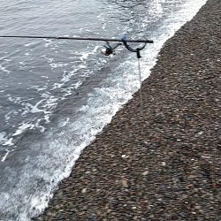 アオリイカ1杯（1.5キロ）確保です!!