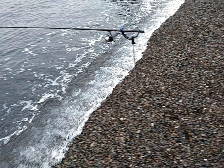 アオリイカ1杯（1.5キロ）確保です!!