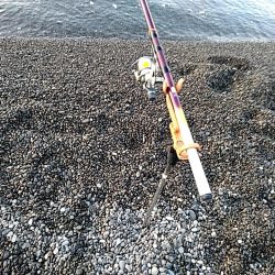 やっぱりイイ潮みたいです!!