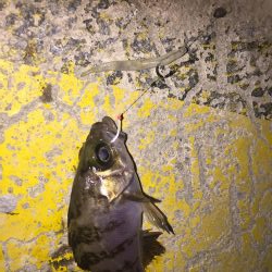 今日のメバルはラグゼのワーム