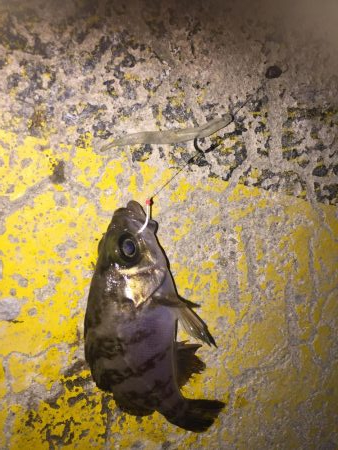 今日のメバルはラグゼのワーム