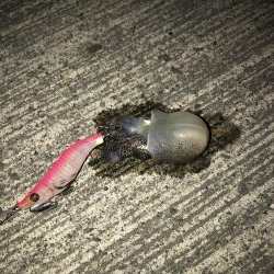 何イカだろう？