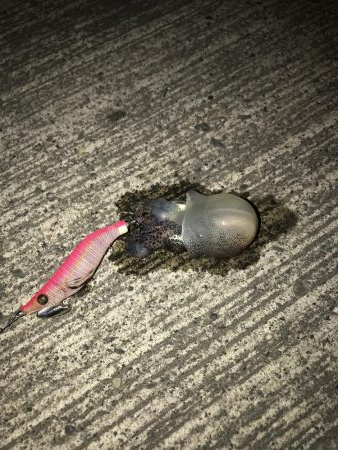 何イカだろう？