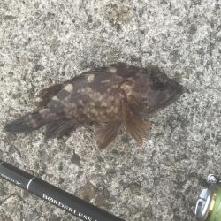 メバル・ガシラ