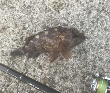 メバル・ガシラ