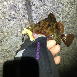 バグアンツ&ゼロダンの釣り楽しい！