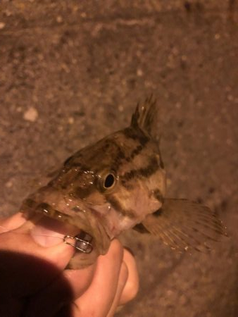 17日夜のべた凪で