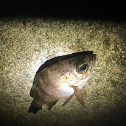 眠れないのでメバル調査