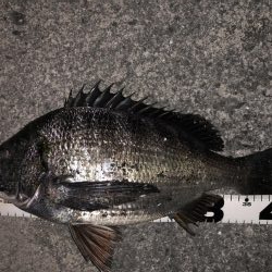 イチノ兄弟、釣果！