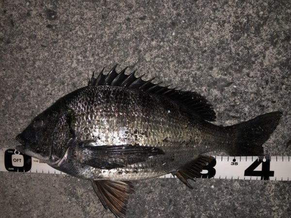 イチノ兄弟、釣果！