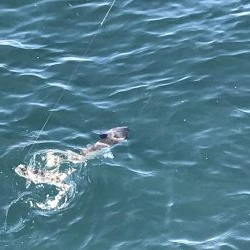 なんとかメバル