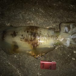 アオリイカ ガシラ