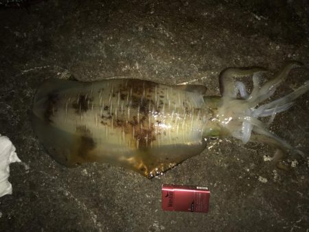 アオリイカ ガシラ