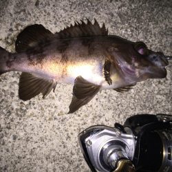 満月メバリング