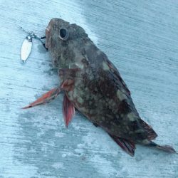 平成令和遠征アジング