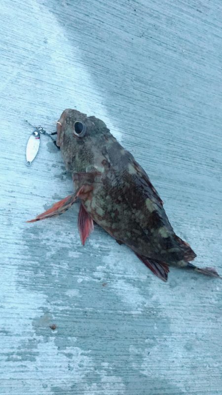 平成令和遠征アジング