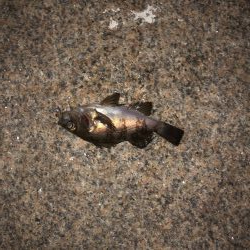 フロート虫ヘッド