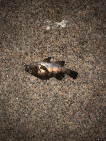 フロート虫ヘッド