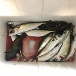 相変わらずサバ釣れます