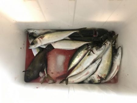 相変わらずサバ釣れます