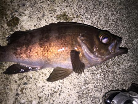 月明かりメバリング