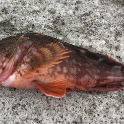 ショアジギング