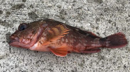 ショアジギング