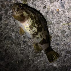 アジング 遠征再び