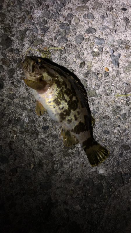 アジング 遠征再び