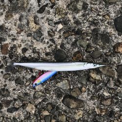 青物はまだいない…