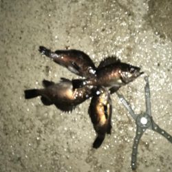 小ぶりになったメバル