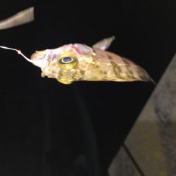 メバルの煮付けが食べたくて！