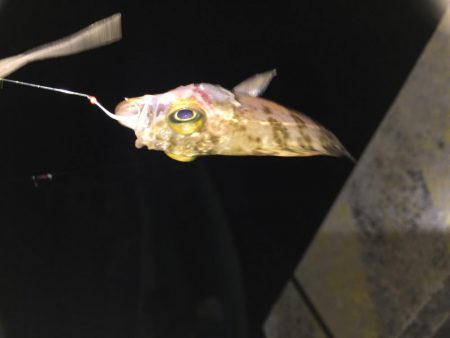 メバルの煮付けが食べたくて！