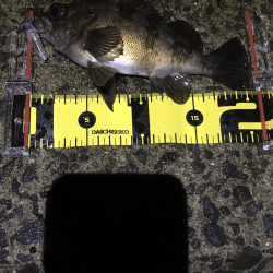 メバルプラッキング