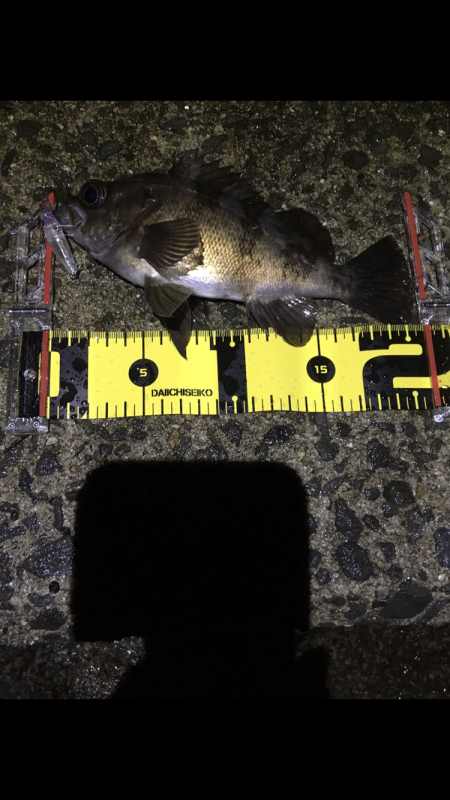 メバルプラッキング