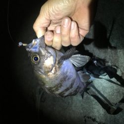 ジグヘッド青虫