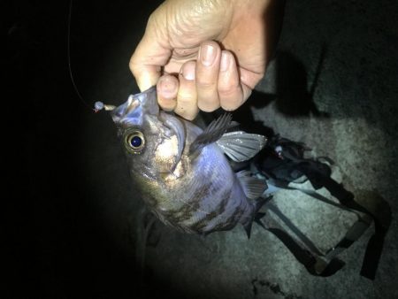 ジグヘッド青虫