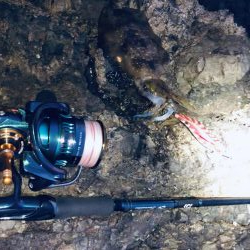 シーバスとエギングへ