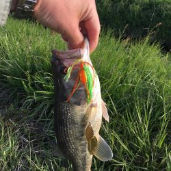 鯰イングのはずが