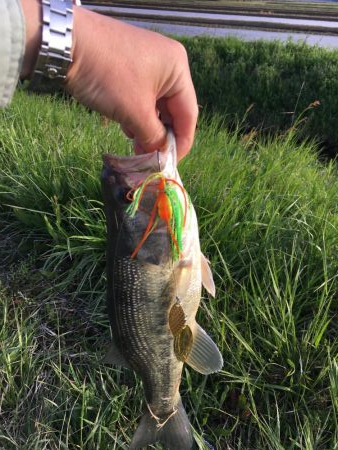 鯰イングのはずが