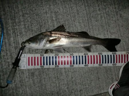 バチパターンでした。