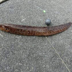 ファミリーフィッシングの爆春には程遠い