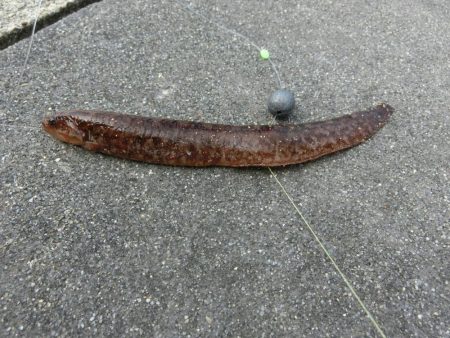 ファミリーフィッシングの爆春には程遠い