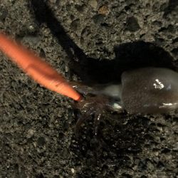 のんびりイカ釣り