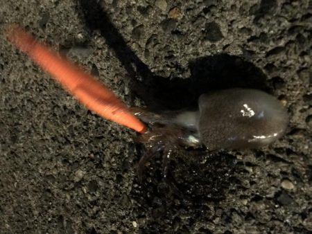 のんびりイカ釣り